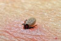 Relations interspécifiques