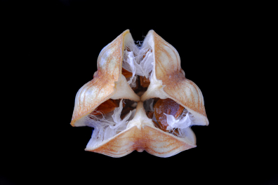 Fruits, graines et semences