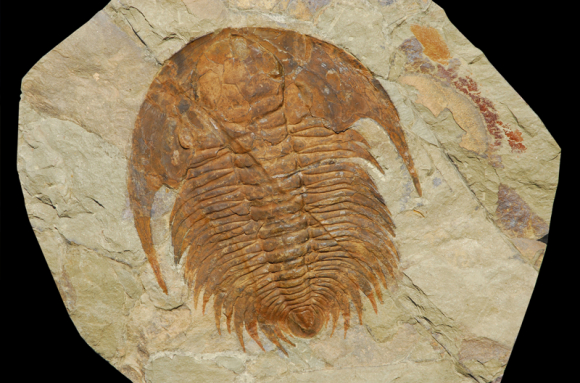 Arthropodes fossiles