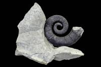 Mollusques fossiles