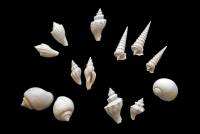 Regrouper les êtres vivants  