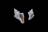 Gastéropodes fossiles