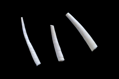 Scaphopodes fossiles