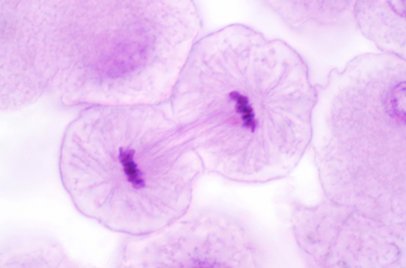 Mitoses