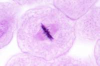 Mitoses chez les animaux