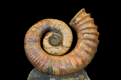 Céphalopodes fossiles