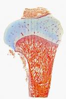 Système musculo-squelettique