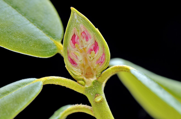 Appareil végétatif des plantes à fleurs