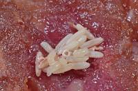 Cycles vitaux des animaux