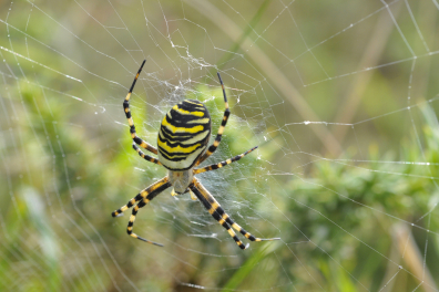 Arachnides