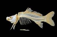 Os, dents, coquilles, tests, etc..