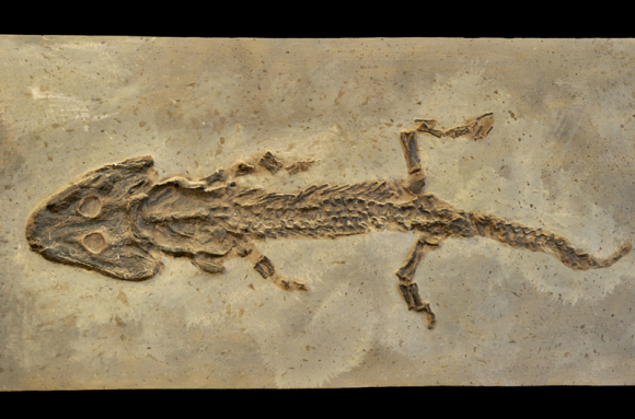 Amphibiens fossiles