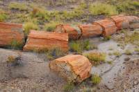 Les êtres vivants qui peuplaient la Terre autrefois 