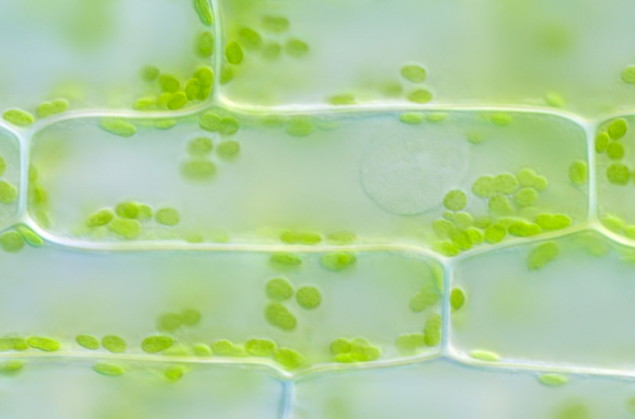 Histologie végétale