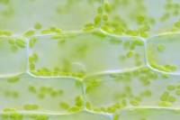 Photosynthèse et CO2