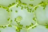 Cellules végétales