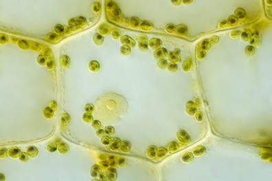 Botanique, expériences, manipulations,,...