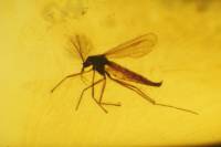 Ambre