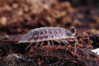 Cycle de la matière organique