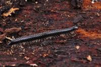 Myriapodes