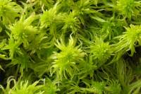 Bryophytes 