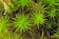 Appareil végétatif des plantes sans fleur