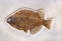 Temps géologiques et histoire de la Terre