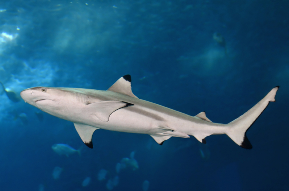 Protection des espèces