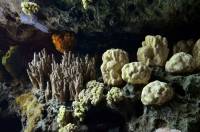 Spongiaires (ou éponges)