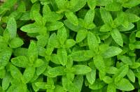 Photosynthèse et lumière