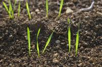 Que deviennent les jeunes plantes ?  