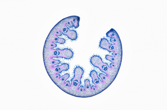 Histologie de l'appareil végétatif - partie 1