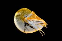 Classer la biodiversité