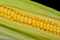 Le rôle des aliments dans notre corps  