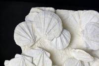Bivalves fossiles