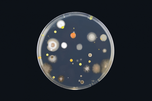 Microorganismes, alimentation et santé