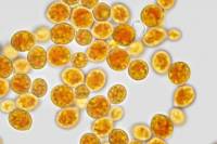 Expériences sur le métabolisme